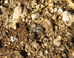 Brachypera zoilus