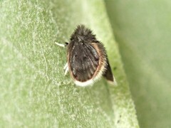 Psychodinae