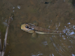 Periophthalmodon schlosseri