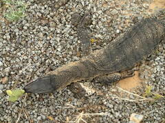 Varanus rosenbergi