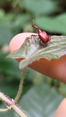 Paratrachelophorus nodicornis