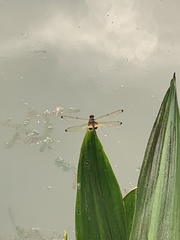 Rhyothemis phyllis
