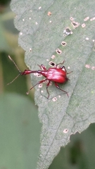 Paratrachelophorus nodicornis