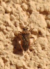 Rhopalus parumpunctatus