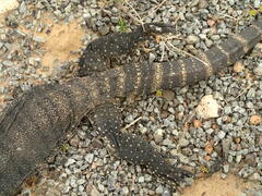 Varanus rosenbergi