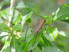 Ozphyllum naskreckii