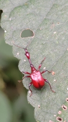 Paratrachelophorus nodicornis