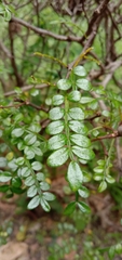 Zanthoxylum