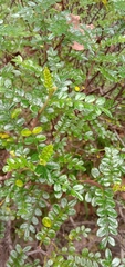 Zanthoxylum