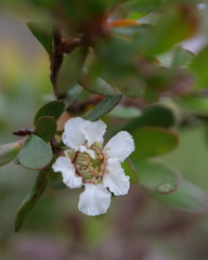 Leptospermum lanigerum