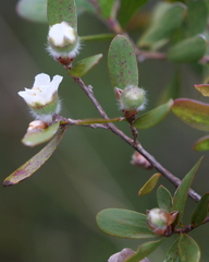 Leptospermum lanigerum