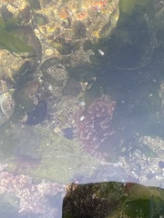Urticina clandestina
