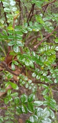 Zanthoxylum