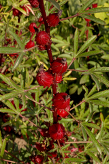 Hibiscus sabdariffa