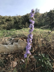 Campanula pyramidalis