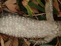 Varanus rosenbergi