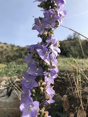 Campanula pyramidalis