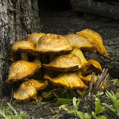 Gymnopilus