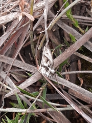 Dichromodes stilbiata