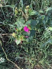 Mirabilis jalapa
