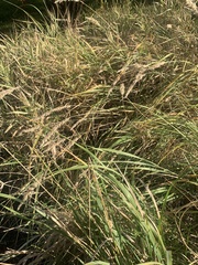 Phalaris arundinacea arundinacea