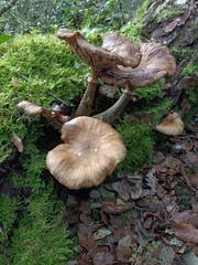 Armillaria novae-zelandiae