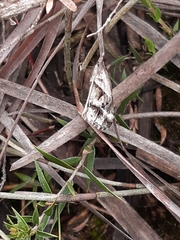 Dichromodes stilbiata