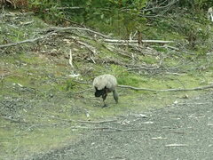 Cereopsis novaehollandiae