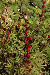 Hibiscus sabdariffa