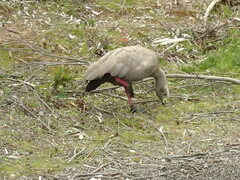 Cereopsis novaehollandiae