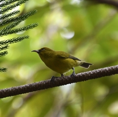 Chlorodrepanis flava