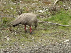 Cereopsis novaehollandiae