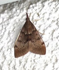 Uresiphita