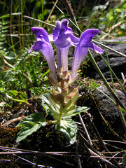 Scutellaria alpina