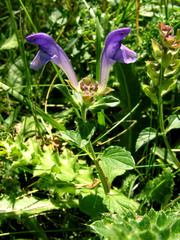 Scutellaria alpina