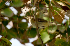 Phylloscopus collybita