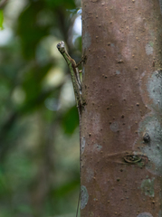 Draco melanopogon