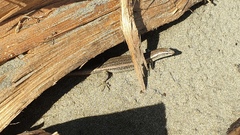 Oligosoma