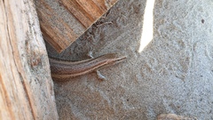 Oligosoma