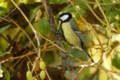 Parus major