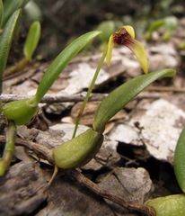 Bulbophyllum ngoyense