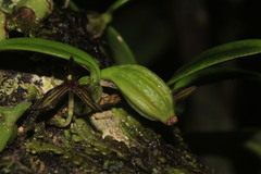 Bulbophyllum ngoyense