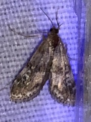 Elophila obliteralis