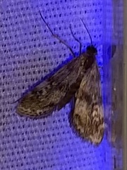 Elophila obliteralis