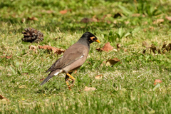 Acridotheres tristis