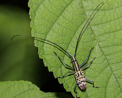 Macrochenus isabellinus