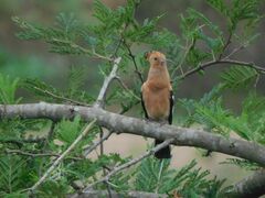 Upupa epops africana
