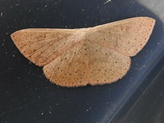 Cyclophora