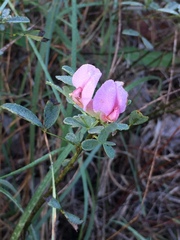 Chamaecytisus purpureus