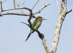 Merops philippinus